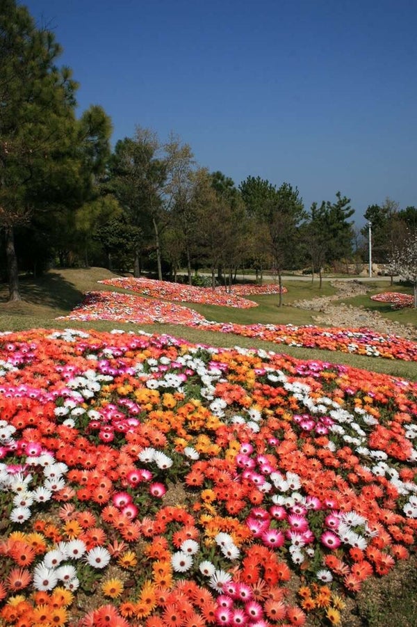 【愛媛県内発】 あわじ花物語 日帰り2
